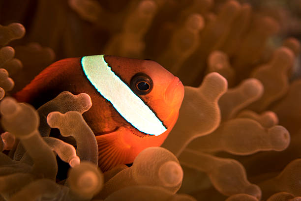 imagen de un pez payaso