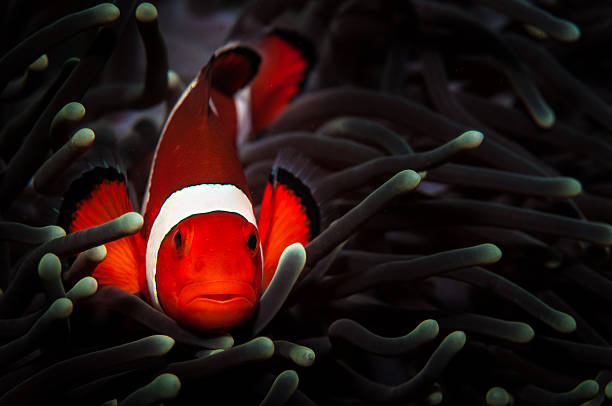 imagen de un pez payaso