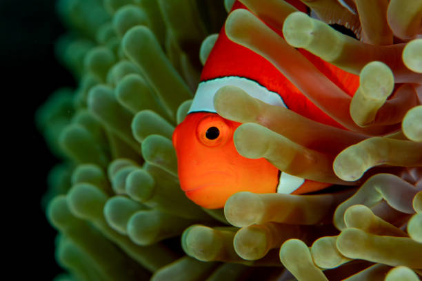 imagen de un pez payaso